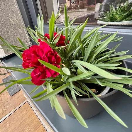 Aero Apartmaji Lesce-bled Lejlighed *