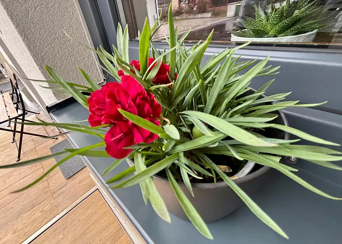 Aero Apartmaji Lesce-bled Appartamento *